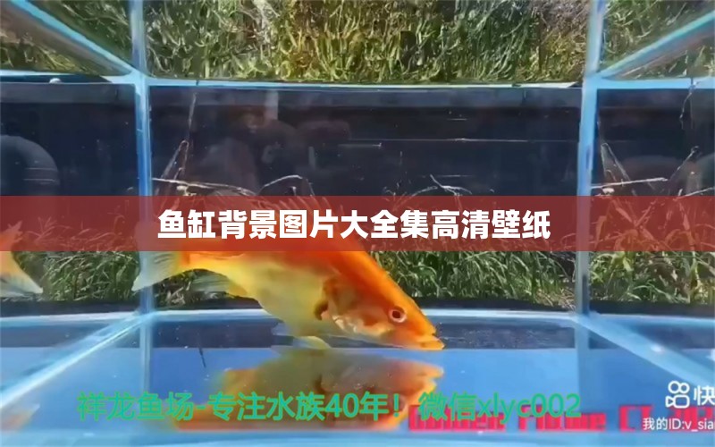 魚缸背景圖片大全集高清壁紙 