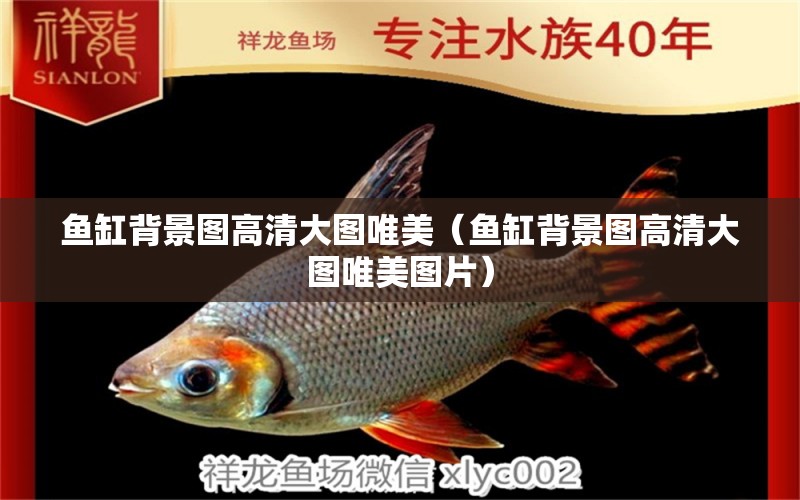 魚缸背景圖高清大圖唯美（魚缸背景圖高清大圖唯美圖片） 觀賞魚市場（混養(yǎng)魚）