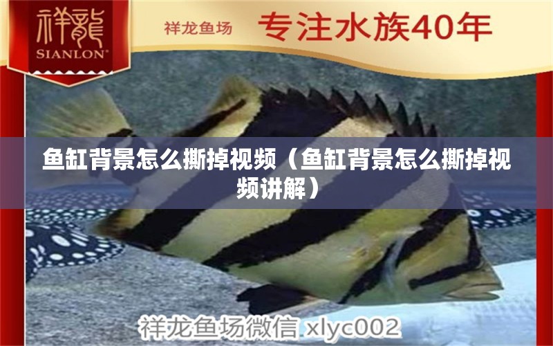 魚缸背景怎么撕掉視頻（魚缸背景怎么撕掉視頻講解） 祥龍水族醫(yī)院