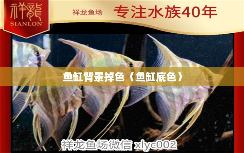 魚缸背景掉色（魚缸底色） 廣州觀賞魚批發(fā)市場