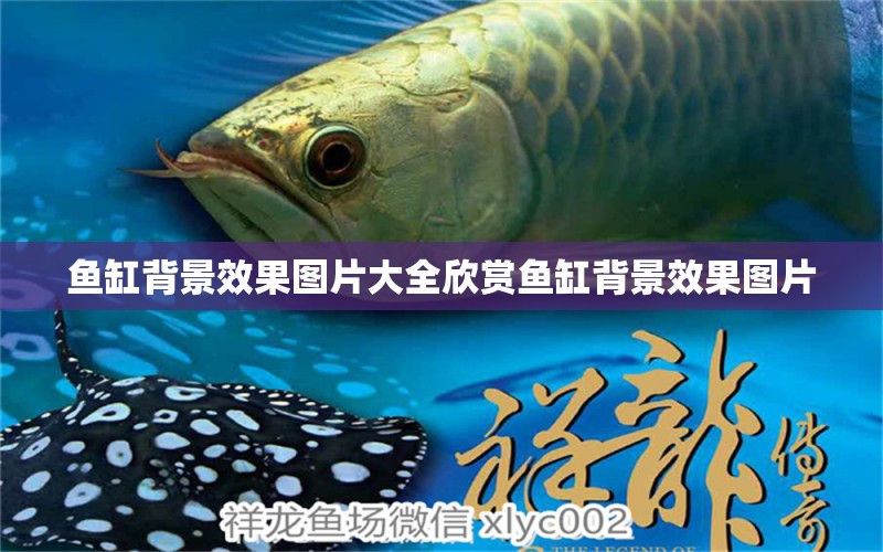 魚缸背景效果圖片大全欣賞魚缸背景效果圖片