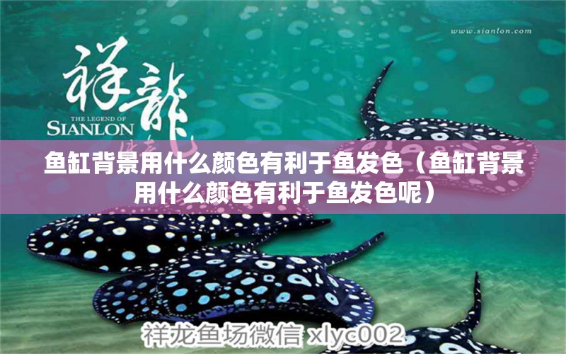 魚(yú)缸背景用什么顏色有利于魚(yú)發(fā)色（魚(yú)缸背景用什么顏色有利于魚(yú)發(fā)色呢）