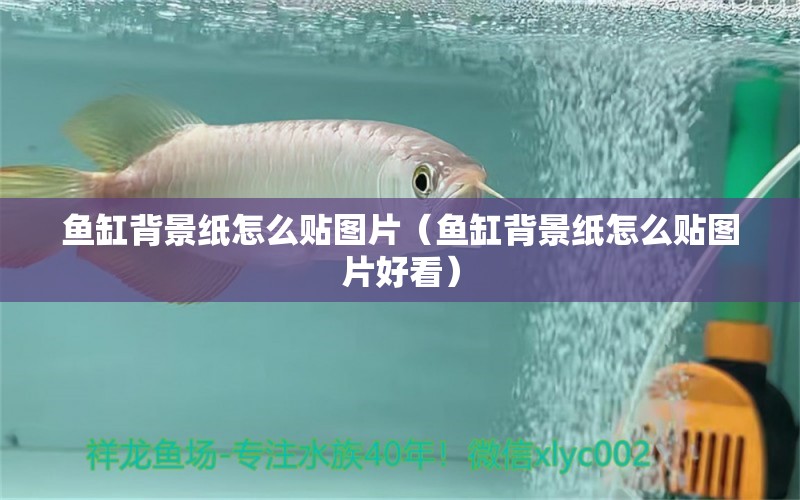 魚缸背景紙怎么貼圖片（魚缸背景紙怎么貼圖片好看） 過濾設(shè)備