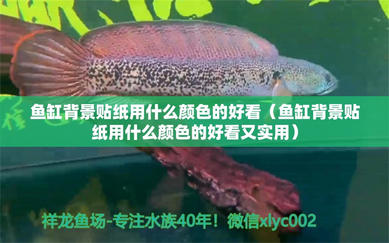 魚缸背景貼紙用什么顏色的好看（魚缸背景貼紙用什么顏色的好看又實(shí)用） 養(yǎng)魚知識