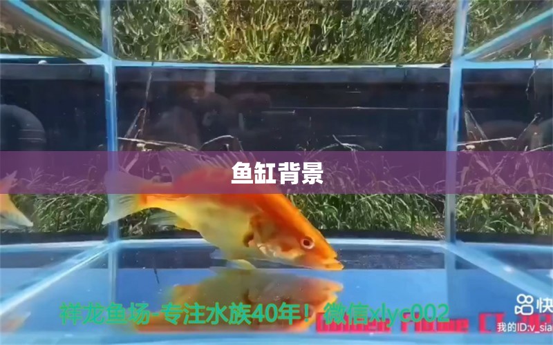 魚缸背景 觀賞魚論壇 第3張