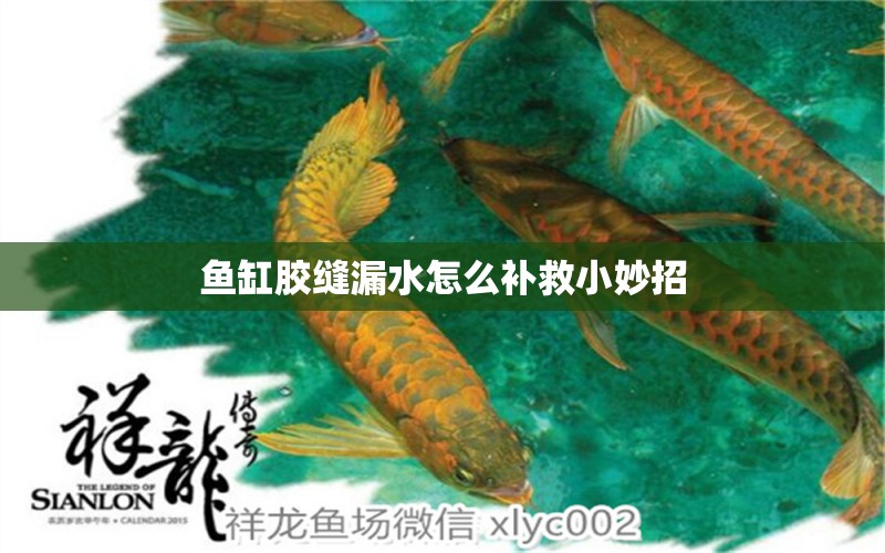 魚缸膠縫漏水怎么補救小妙招