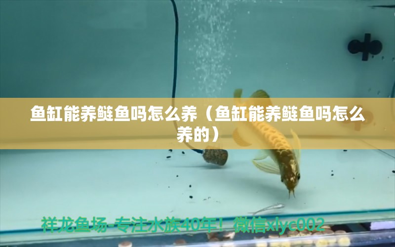 魚缸能養(yǎng)鰱魚嗎怎么養(yǎng)（魚缸能養(yǎng)鰱魚嗎怎么養(yǎng)的） 觀賞魚市場（混養(yǎng)魚）