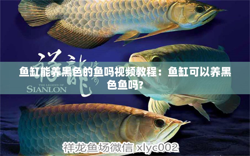 魚缸能養(yǎng)黑色的魚嗎視頻教程：魚缸可以養(yǎng)黑色魚嗎?