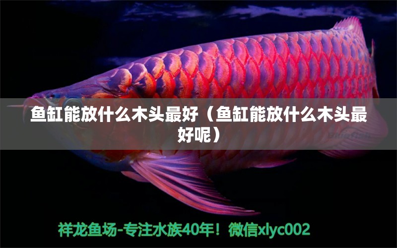 魚缸能放什么木頭最好（魚缸能放什么木頭最好呢）