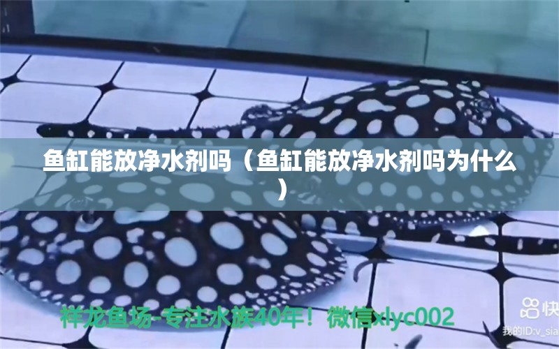 魚缸能放凈水劑嗎（魚缸能放凈水劑嗎為什么） 祥龍水族醫(yī)院