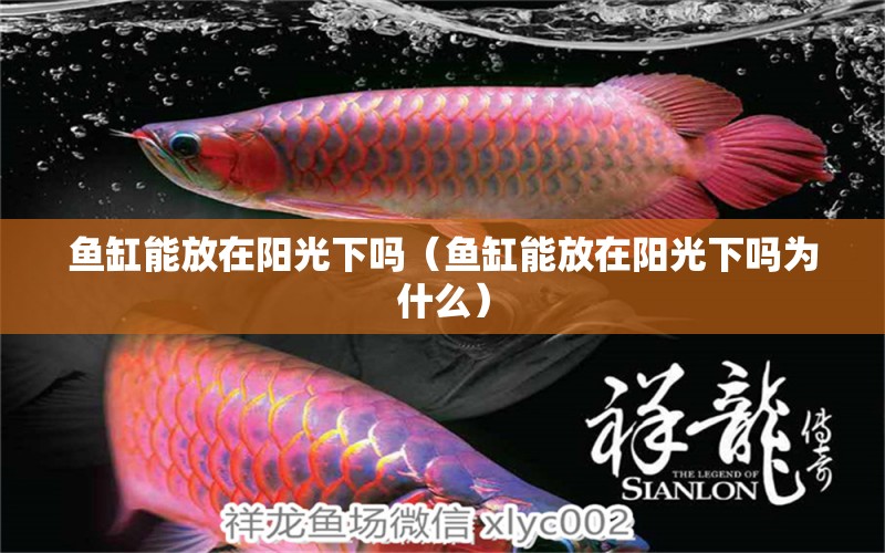 魚缸能放在陽光下嗎（魚缸能放在陽光下嗎為什么）