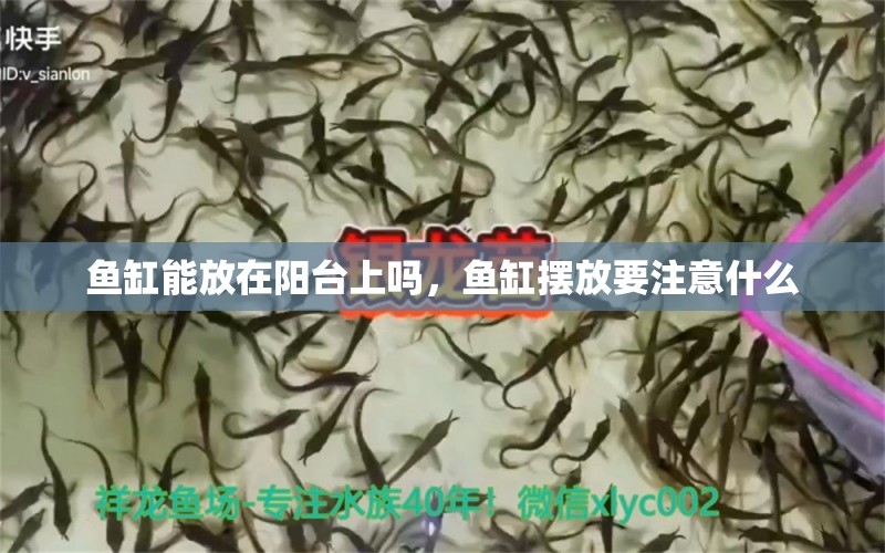 魚缸能放在陽臺上嗎，魚缸擺放要注意什么 養(yǎng)魚知識