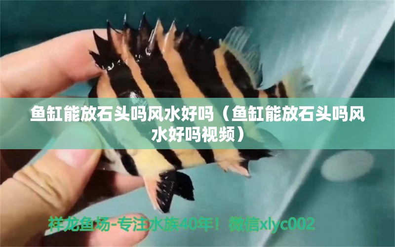 魚缸能放石頭嗎風水好嗎（魚缸能放石頭嗎風水好嗎視頻）