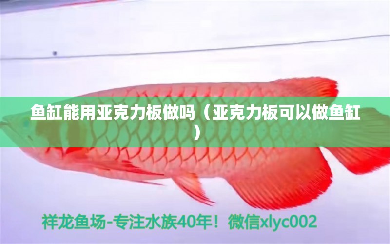 魚缸能用亞克力板做嗎（亞克力板可以做魚缸） 觀賞魚市場