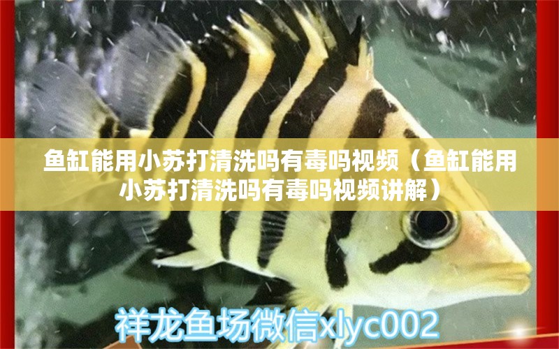 魚缸能用小蘇打清洗嗎有毒嗎視頻（魚缸能用小蘇打清洗嗎有毒嗎視頻講解）