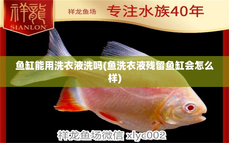 魚缸能用洗衣液洗嗎(魚洗衣液殘留魚缸會怎么樣) 紅眼黃化幽靈火箭魚|皇家火箭魚