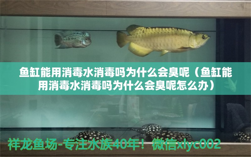 魚缸能用消毒水消毒嗎為什么會臭呢（魚缸能用消毒水消毒嗎為什么會臭呢怎么辦）