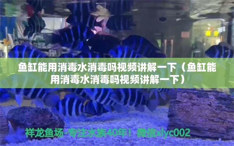 魚缸能用消毒水消毒嗎視頻講解一下（魚缸能用消毒水消毒嗎視頻講解一下）