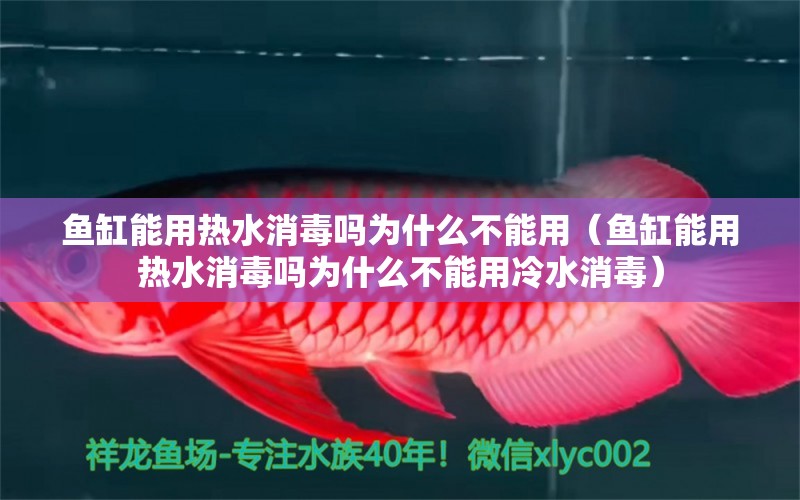 魚缸能用熱水消毒嗎為什么不能用（魚缸能用熱水消毒嗎為什么不能用冷水消毒） 祥龍水族醫(yī)院