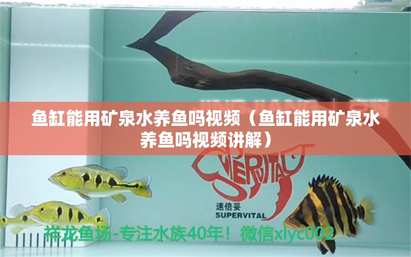 魚缸能用礦泉水養(yǎng)魚嗎視頻（魚缸能用礦泉水養(yǎng)魚嗎視頻講解）