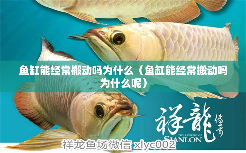 魚缸能經(jīng)常搬動(dòng)嗎為什么（魚缸能經(jīng)常搬動(dòng)嗎為什么呢）