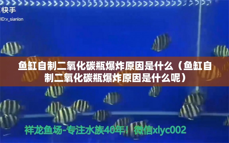 魚缸自制二氧化碳瓶爆炸原因是什么（魚缸自制二氧化碳瓶爆炸原因是什么呢）