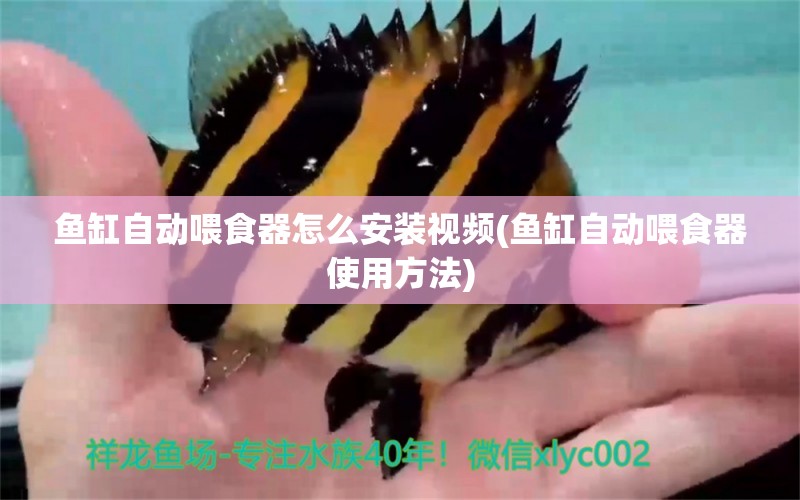 魚缸自動喂食器怎么安裝視頻(魚缸自動喂食器使用方法) 喂食器