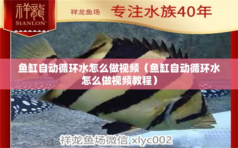 魚缸自動循環(huán)水怎么做視頻（魚缸自動循環(huán)水怎么做視頻教程）