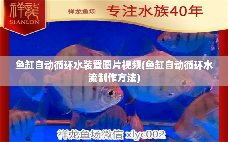 魚(yú)缸自動(dòng)循環(huán)水裝置圖片視頻(魚(yú)缸自動(dòng)循環(huán)水流制作方法) 斑馬鴨嘴魚(yú)