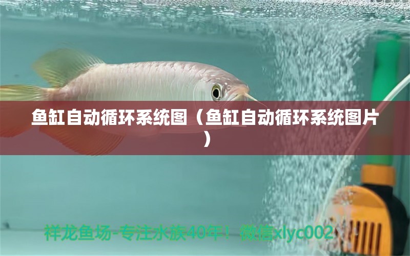 魚(yú)缸自動(dòng)循環(huán)系統(tǒng)圖（魚(yú)缸自動(dòng)循環(huán)系統(tǒng)圖片）