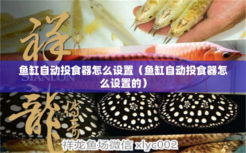 魚缸自動投食器怎么設(shè)置（魚缸自動投食器怎么設(shè)置的）