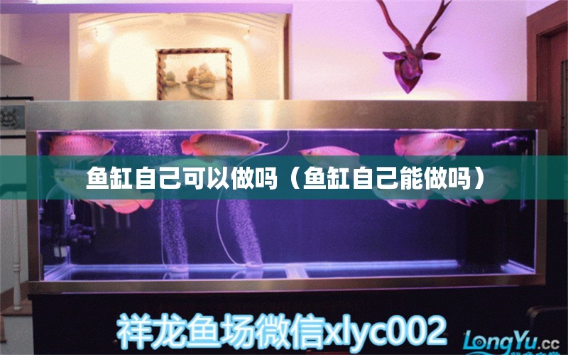 魚缸自己可以做嗎（魚缸自己能做嗎）