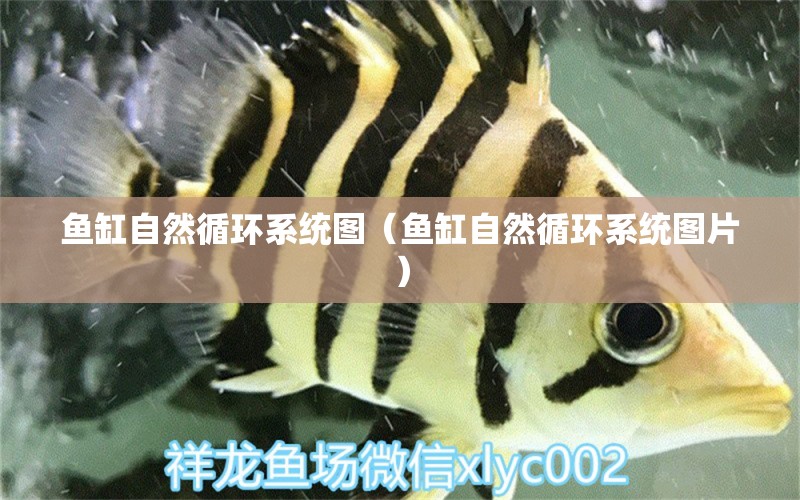 魚缸自然循環(huán)系統(tǒng)圖（魚缸自然循環(huán)系統(tǒng)圖片）