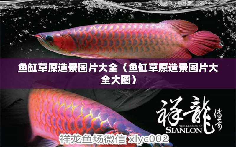 魚缸草原造景圖片大全（魚缸草原造景圖片大全大圖）