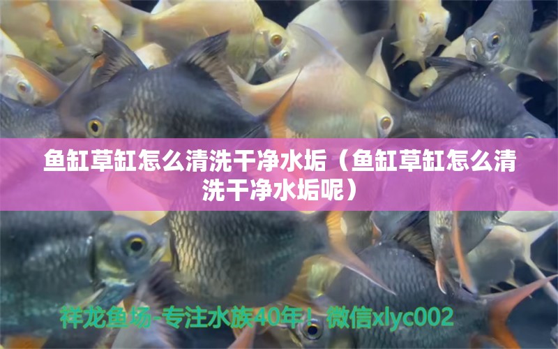 魚缸草缸怎么清洗干凈水垢（魚缸草缸怎么清洗干凈水垢呢） 祥龍水族醫(yī)院