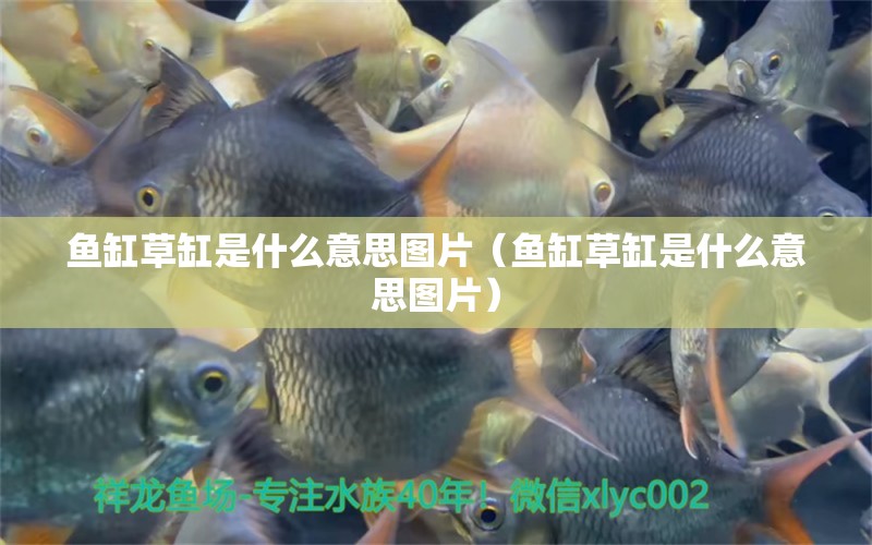 魚缸草缸是什么意思圖片（魚缸草缸是什么意思圖片）