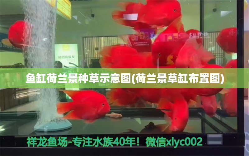 魚缸荷蘭景種草示意圖(荷蘭景草缸布置圖) 黑水素