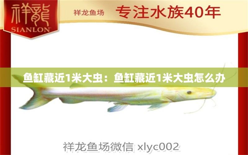 魚缸藏近1米大蟲：魚缸藏近1米大蟲怎么辦