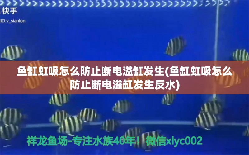 魚缸虹吸怎么防止斷電溢缸發(fā)生(魚缸虹吸怎么防止斷電溢缸發(fā)生反水) 大嘴鯨魚