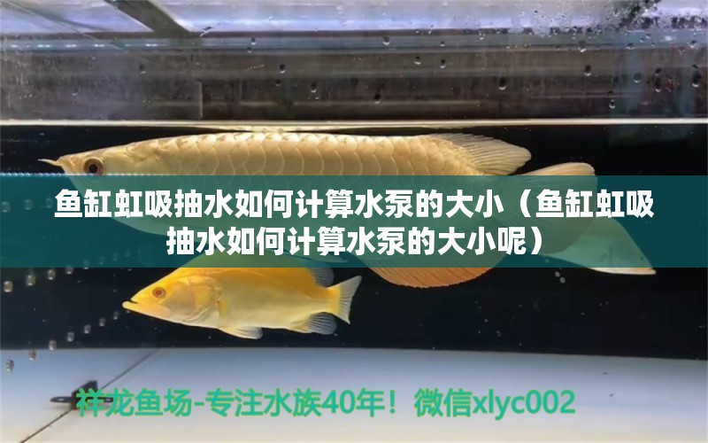 魚缸虹吸抽水如何計算水泵的大小（魚缸虹吸抽水如何計算水泵的大小呢） 廣州觀賞魚批發(fā)市場