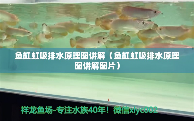 魚缸虹吸排水原理圖講解（魚缸虹吸排水原理圖講解圖片） 電鰻