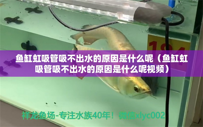 魚缸虹吸管吸不出水的原因是什么呢（魚缸虹吸管吸不出水的原因是什么呢視頻）