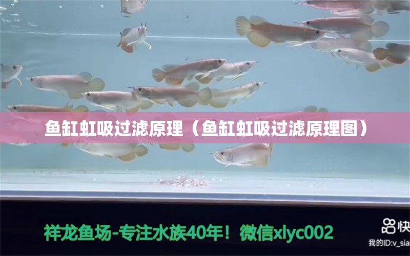 魚(yú)缸虹吸過(guò)濾原理（魚(yú)缸虹吸過(guò)濾原理圖） 祥龍水族醫(yī)院