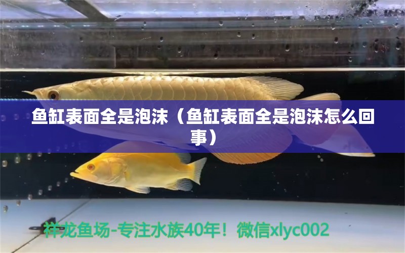 魚缸表面全是泡沫（魚缸表面全是泡沫怎么回事）