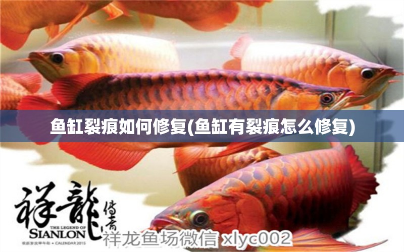 魚缸裂痕如何修復(fù)(魚缸有裂痕怎么修復(fù)) 錦鯉池魚池建設(shè)