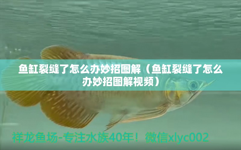 魚缸裂縫了怎么辦妙招圖解（魚缸裂縫了怎么辦妙招圖解視頻） 海象魚