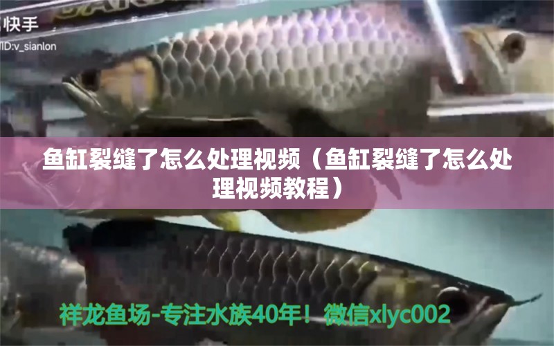 魚缸裂縫了怎么處理視頻（魚缸裂縫了怎么處理視頻教程） 銀龍魚苗