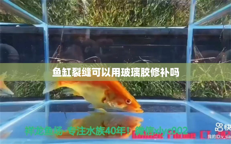 魚缸裂縫可以用玻璃膠修補(bǔ)嗎