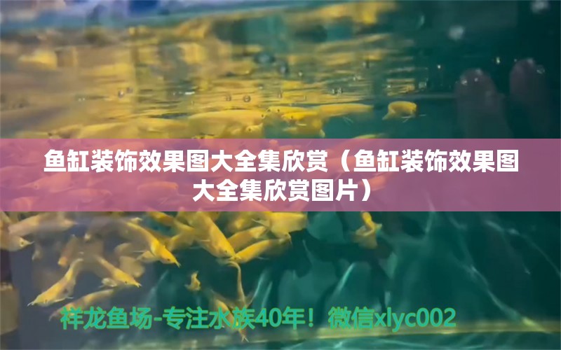 魚(yú)缸裝飾效果圖大全集欣賞（魚(yú)缸裝飾效果圖大全集欣賞圖片）