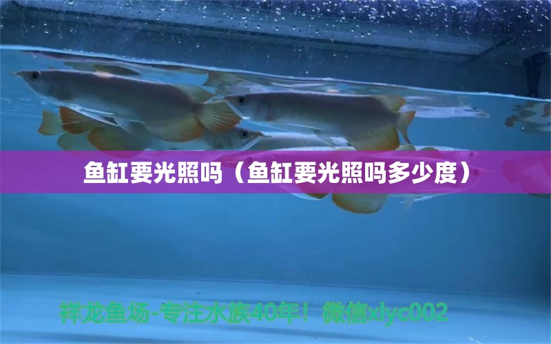 魚缸要光照嗎（魚缸要光照嗎多少度） 超血紅龍魚